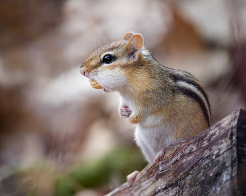 Side view of cute Siberian chipmunk with dark stripes on brown fur sitting on tree trunk and chewing peanut in forest