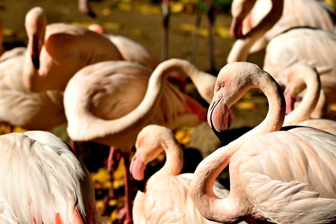 Free stock photo of flamingo, plameÅˆÃ k, zoo Stock Photo