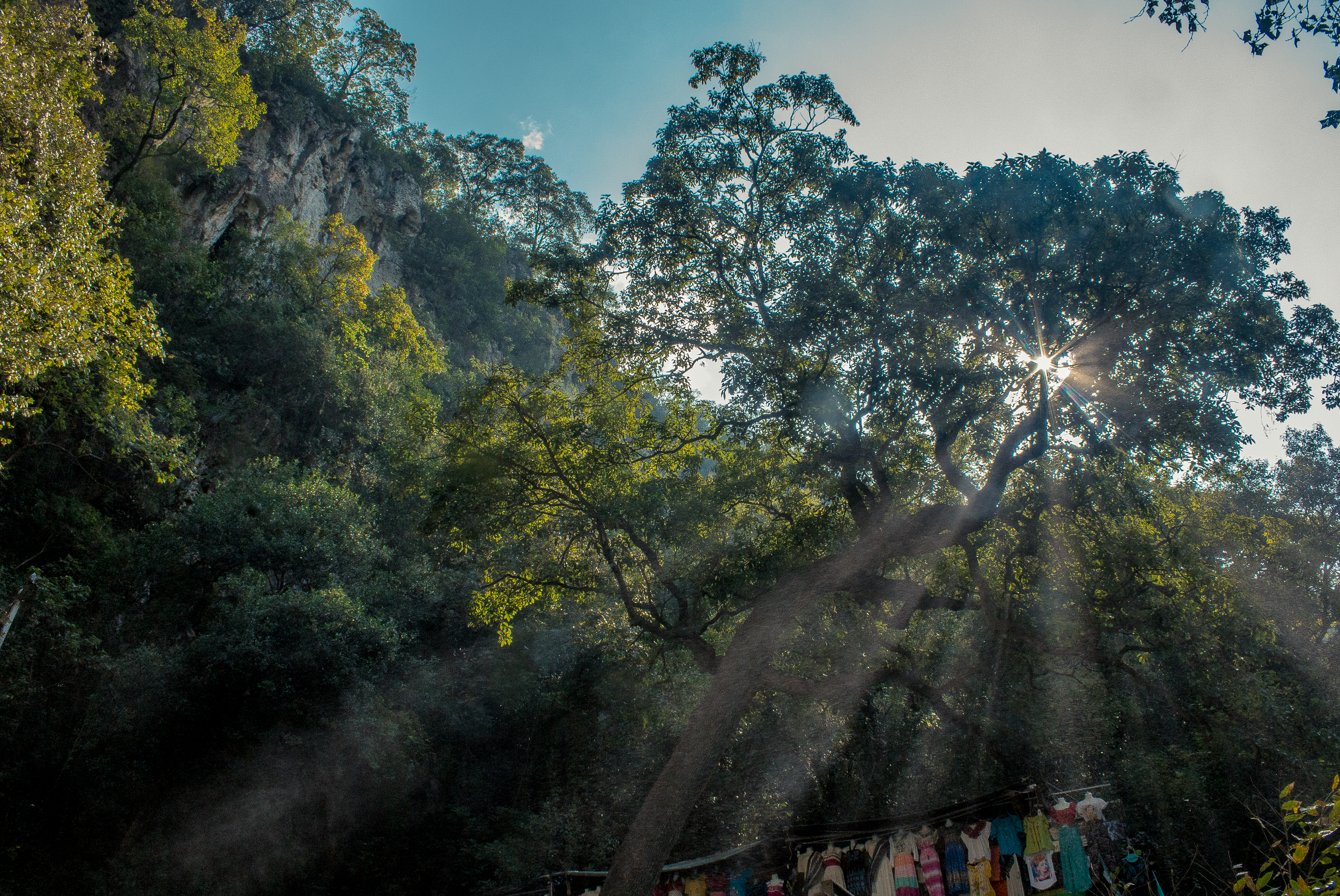 Free stock photo of green, monterrey, natural