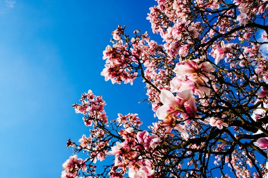 Outdoor Up Right Image of the Pink Flowers during Daytime