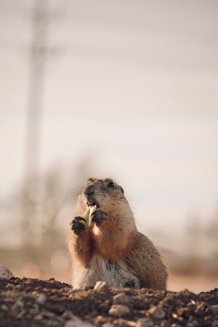 A Beaver Sitting On Brown Soil Eating White Food