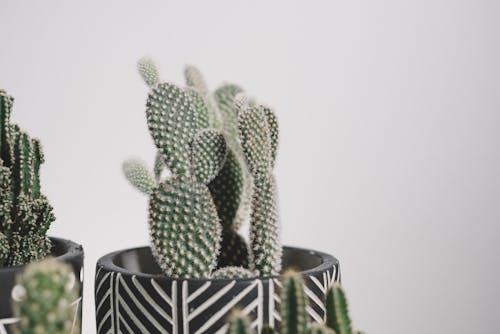 Close-Up Shot of a Cactus Plant