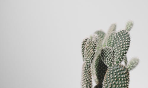 Close-Up Shot of a Cactus Plant