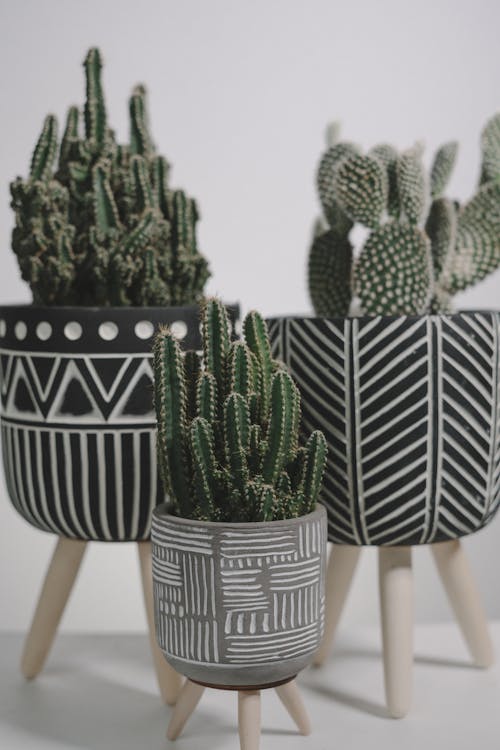 Close-Up Shot of Potted Cactus Plants