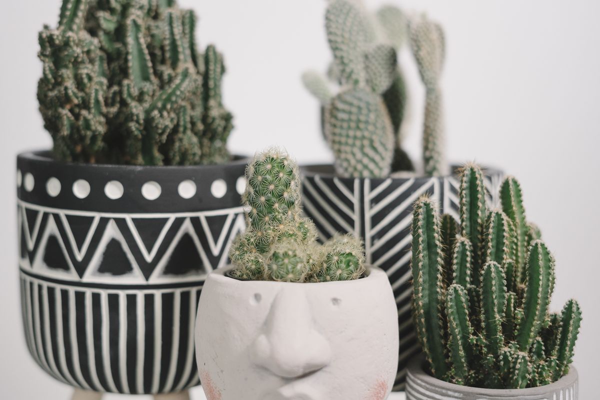 Neue Trendpflanzen für die Wohnung: 4 DIY-Pflanzideen — Fertiges Werk
