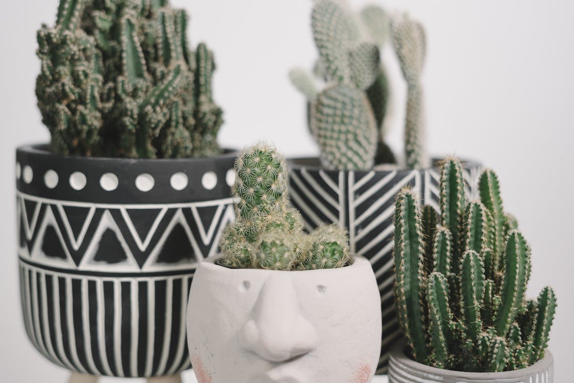 Free Green Cactus Plant on White Ceramic Pot Stock Photo