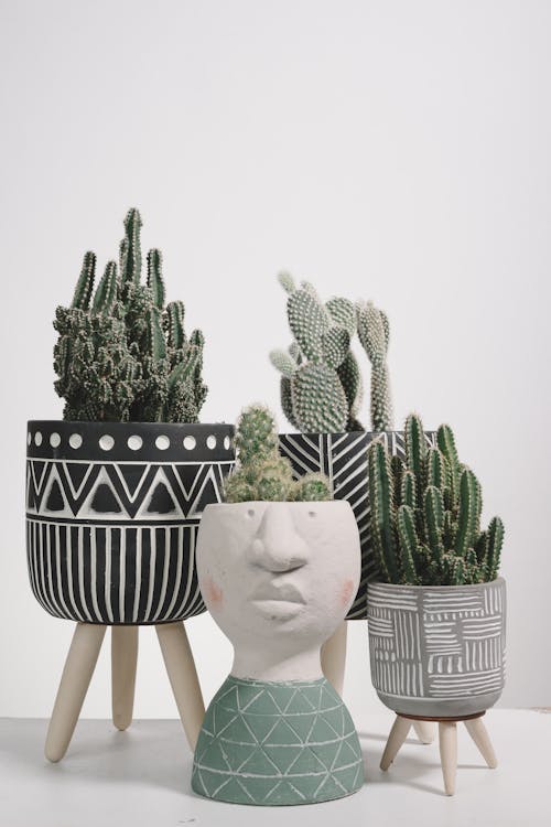 Close-Up Shot of Cactus Plants in Decorative Pots