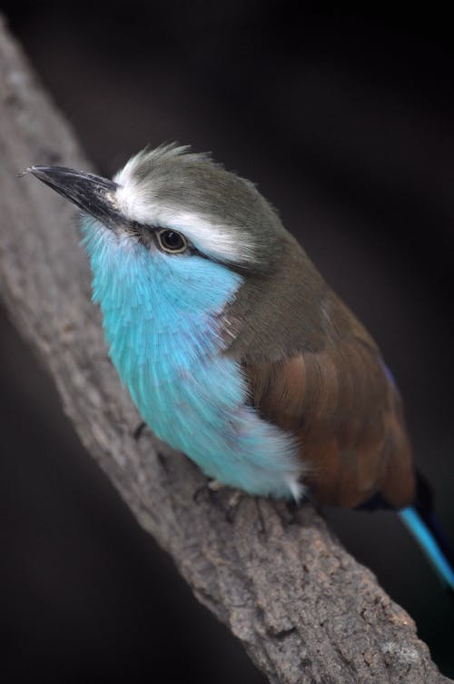Free Close-Up Shot of a Blue Chested Bird Perched on a Tree Branch Stock Photo