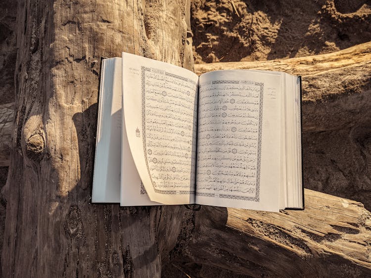 An Open Book On A Tree Trunk