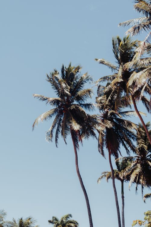Free Serene view of tall palm trees reaching for the sky in Paracuru, Brazil. Stock Photo