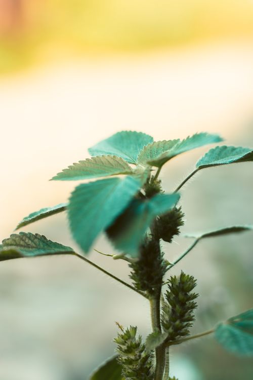Free Detailed vertical shot of green plant leaves in soft focus, showcasing natural textures. Stock Photo