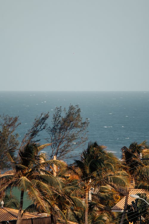 垂直拍攝, 棕櫚樹, 海 的 免費圖庫相片