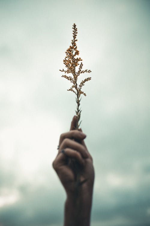 Hand of anonymous person with thin sprig of plant against gloomy overcast sky with clouds in nature in summer day