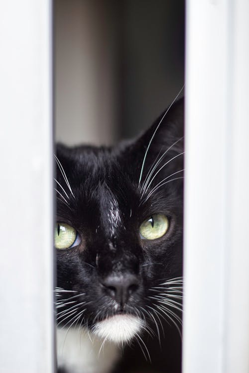 Free Close-Up Shot of a Cat  Stock Photo