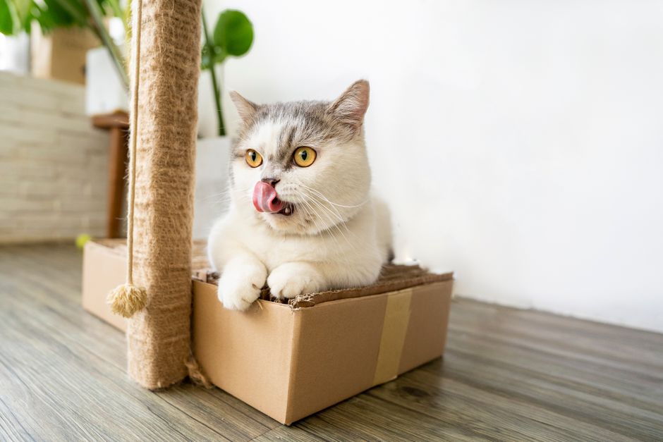 Cute British Shorthair cat lying in a cardboard box, with tongue out, on wooden flooring indoors.