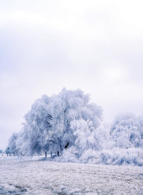 Trees covered with hoarfrost in forest