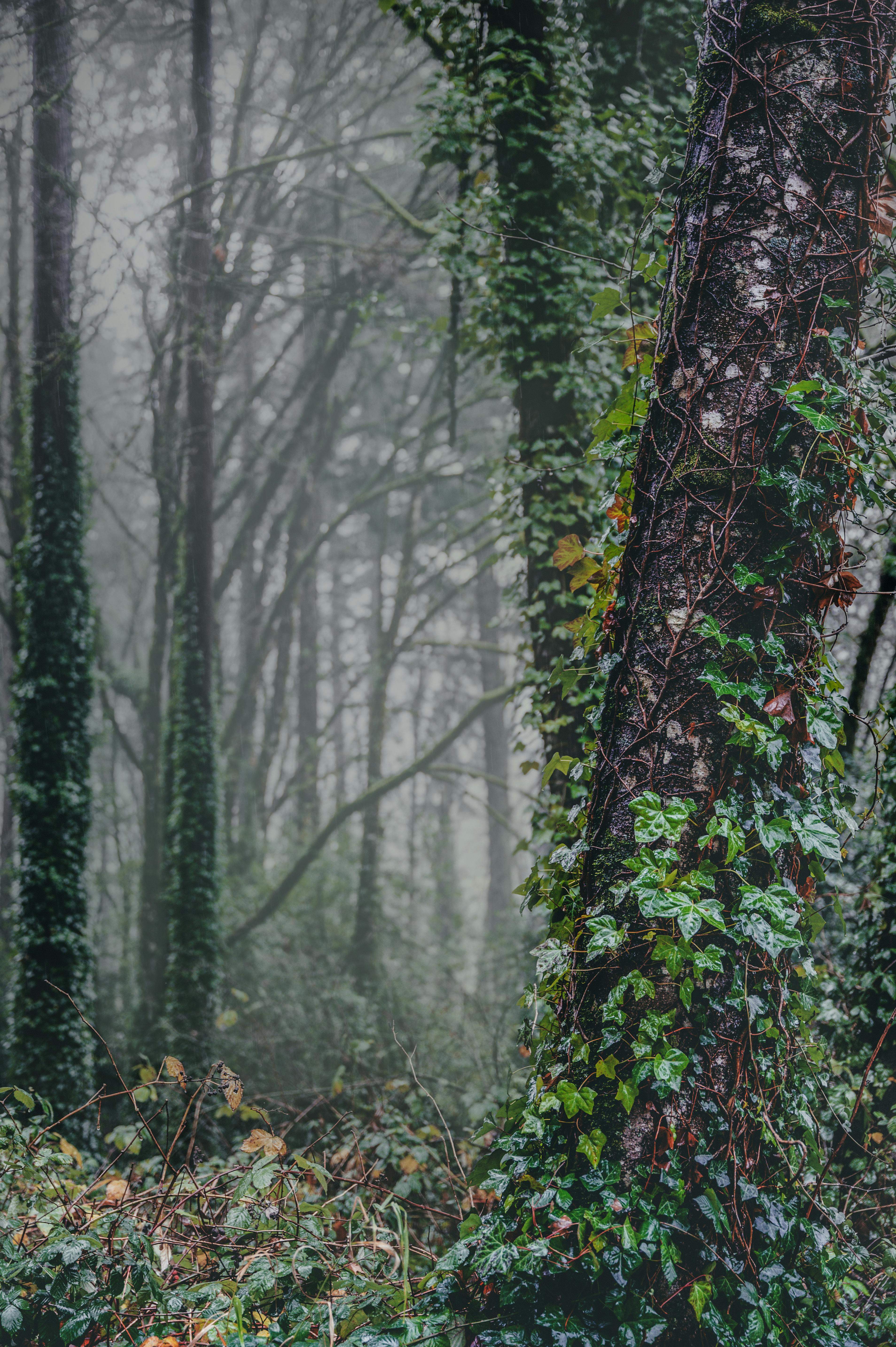 trees growing in misty forest