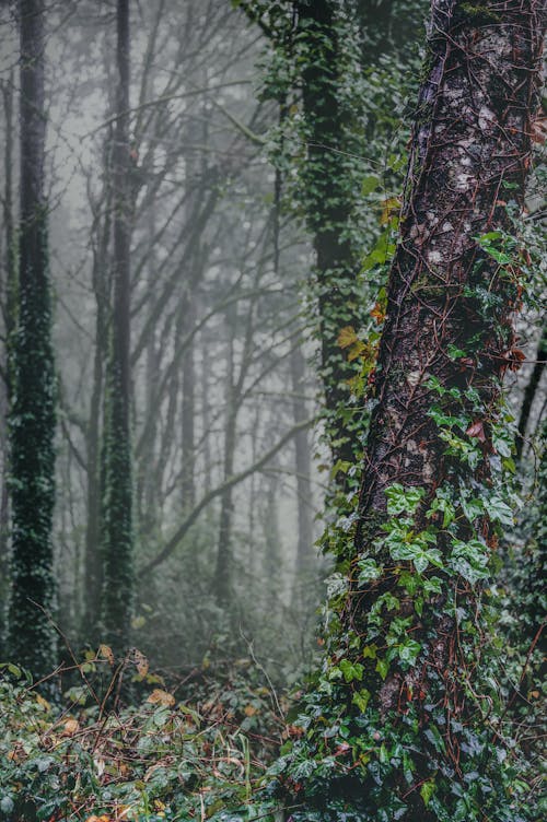 Immagine gratuita di abbondanza, albero, alto