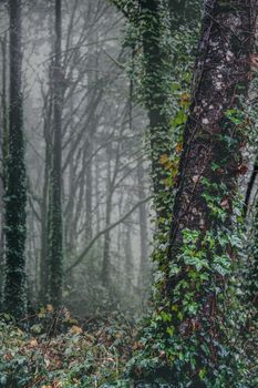 Tall trees with leafless branches and trunks covered with green leaves growing in dense woodland in foggy day in nature