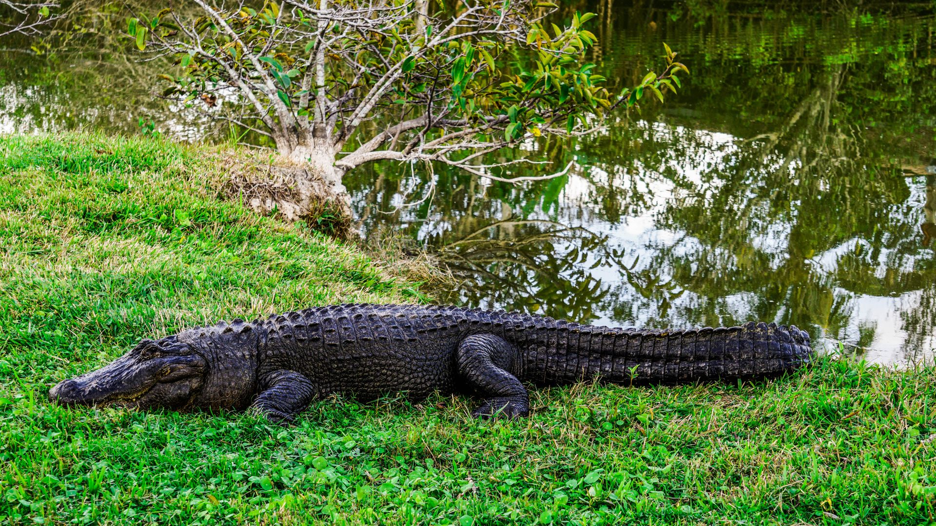 Close-up of an American alligator resting by a swamp in Florida, reflecting serene wildlife.