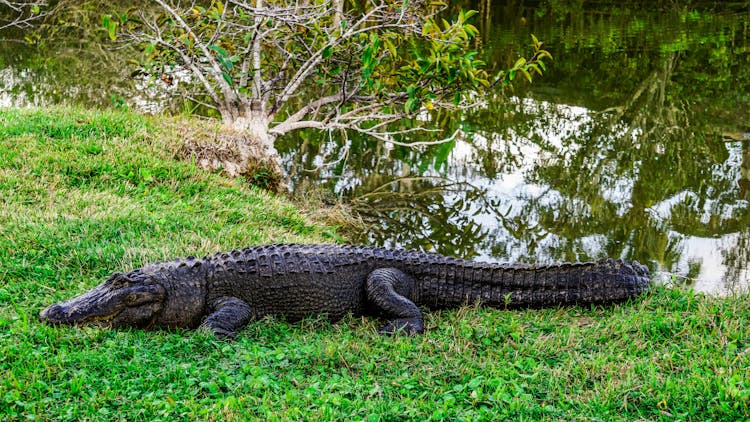 An Alligator In A Swamp