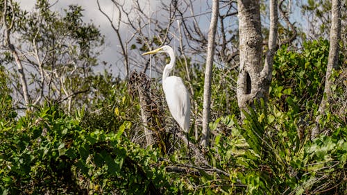 Free White Egret Bird Perched on a Tree Branch Stock Photo