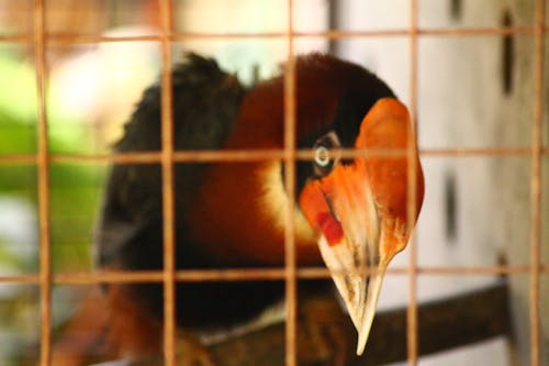 Gratis lagerfoto af walden s hornbill