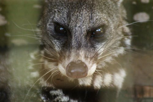 Gratis lagerfoto af asiatisk palme civet, desmerdyr