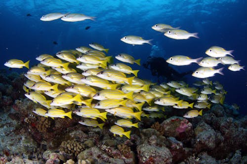 Gratis Fotos de stock gratuitas de arrecife, bajo el agua, banco de peces Foto de stock