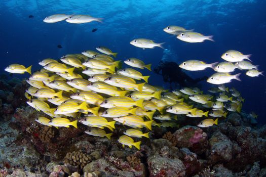 Colorful school of fish swimming over a coral reef, captured by a diver photographing vibrant underwater wildlife.