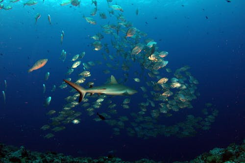 Free School of Fish and Shark in Water Stock Photo