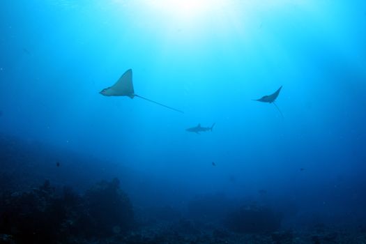 A tranquil scene of stingrays swimming in blue ocean water, showcasing marine life.