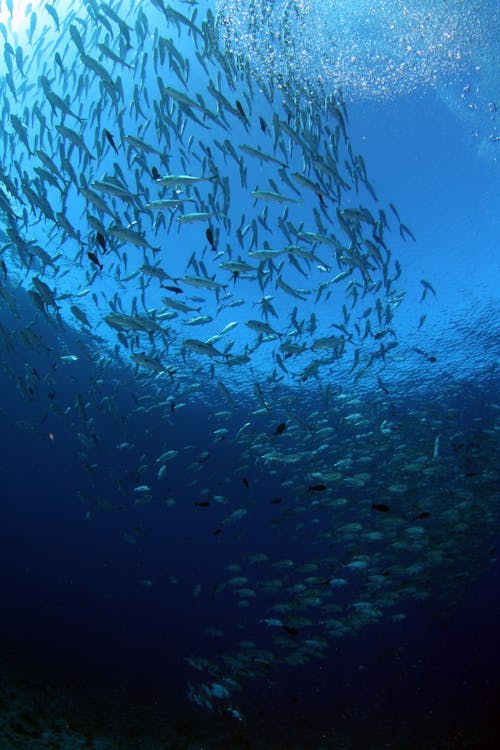 Free A School of Fish on Water Stock Photo