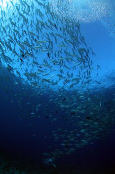 A mesmerizing school of fish swimming in the deep blue ocean, showcasing marine life's beauty.