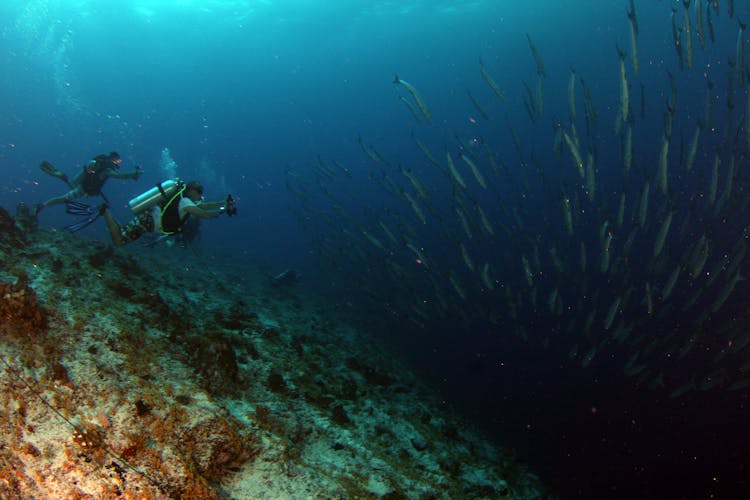 School Of Fish Near Diving People