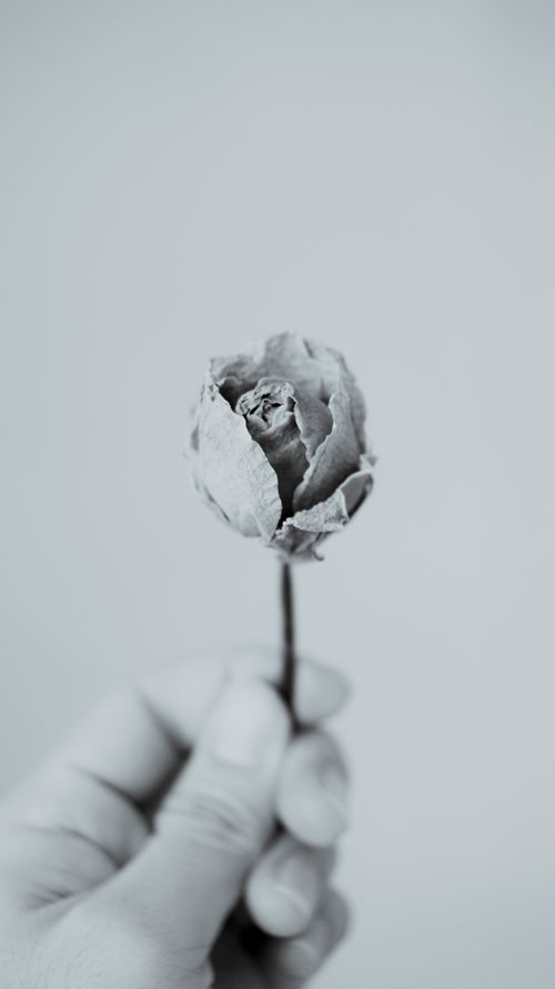 Free Black and white of crop unrecognizable person with small withered rose with stalk in hand on white background in room Stock Photo