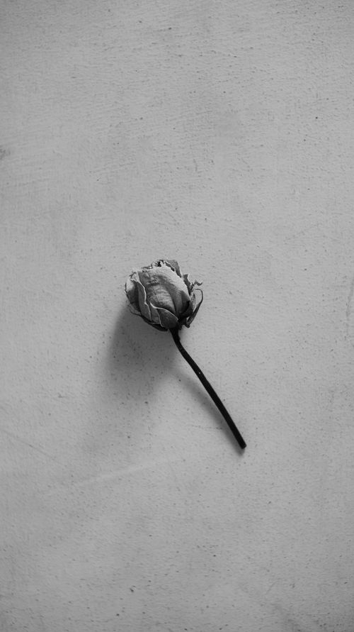 Free Black and white top view of delicate faded rose with withered petals and stalk placed on gray background in light room Stock Photo