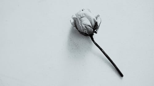 Faded rose on white surface