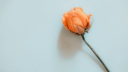 Top view of small colorful rose with faded orange petals and green stalk placed on white background in light room