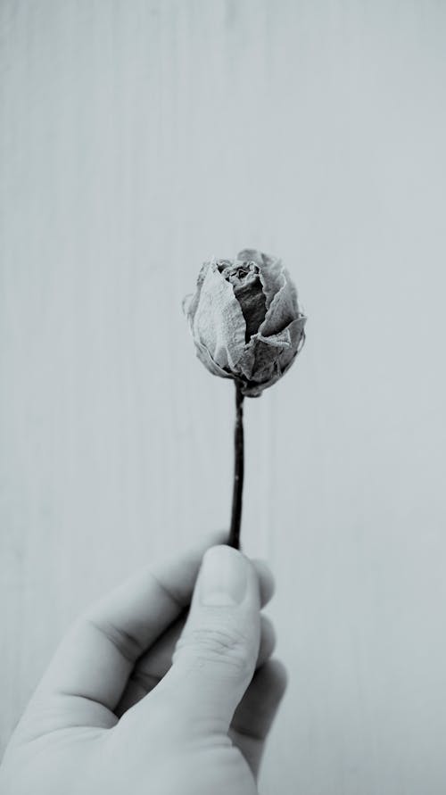 Photos gratuites de doigts, échelle des gris, fleur