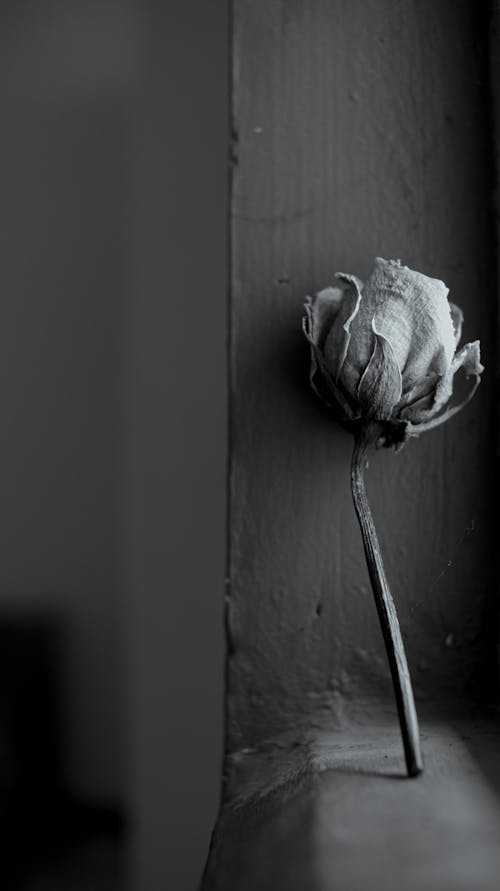 Free Greyscale Photo of Rose Flower Stock Photo