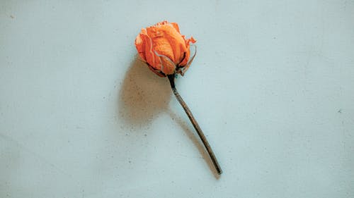 Faded rose on white wall