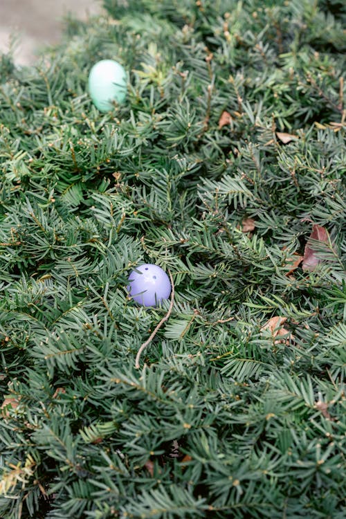 Free Colorful eggs on green branches Stock Photo