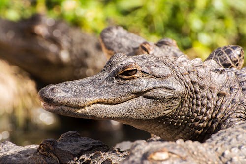 Close-Up Shot of a Crocodile