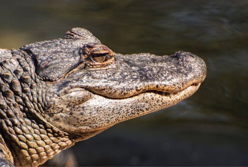 Close-Up Shot of a Crocodile