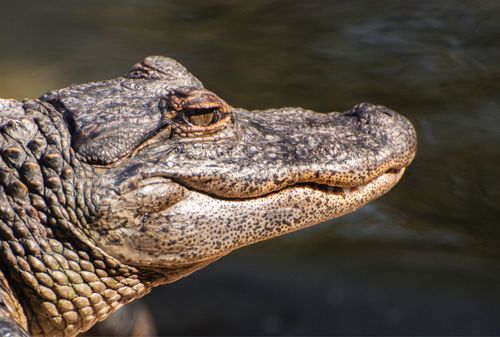 Free Detailed close-up of a crocodile showcasing its rugged texture and focused expression. Stock Photo