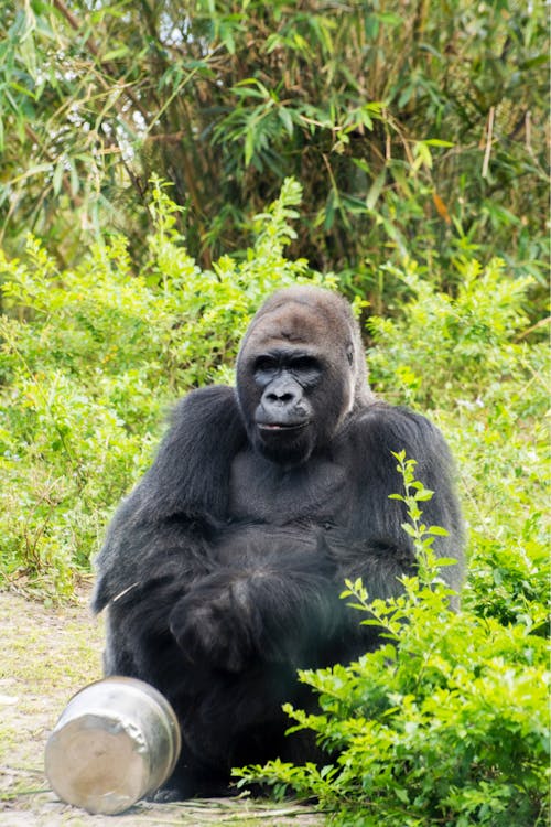 Free A Gorilla Sitting on the Ground Stock Photo