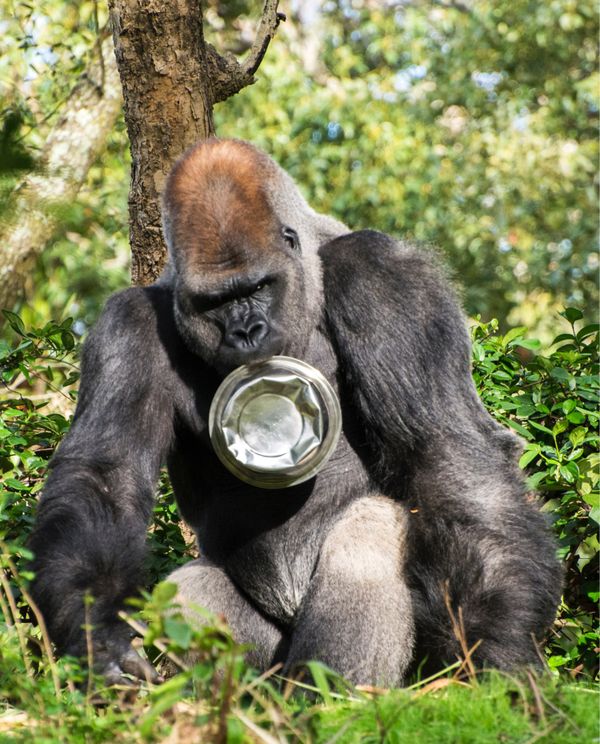 Gorilla sitting in the forest