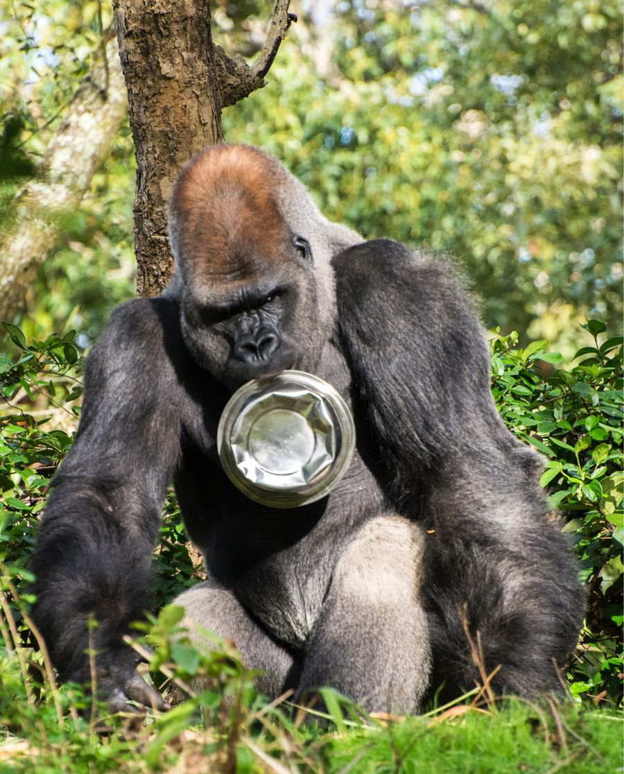 Uganda