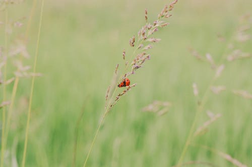Close-Up Shot of a Ladybug on a Grass